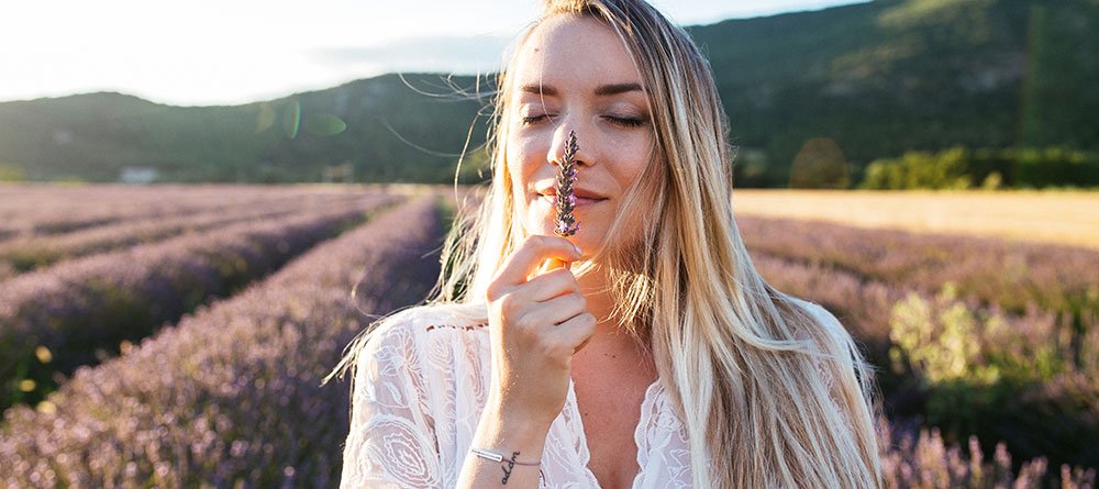 Mujer oliendo lavanda fresca en un campo color malva