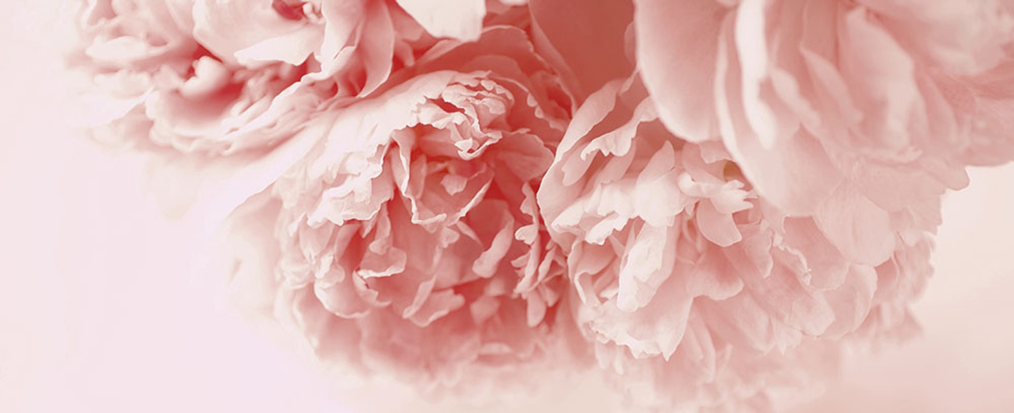 peonia imperial