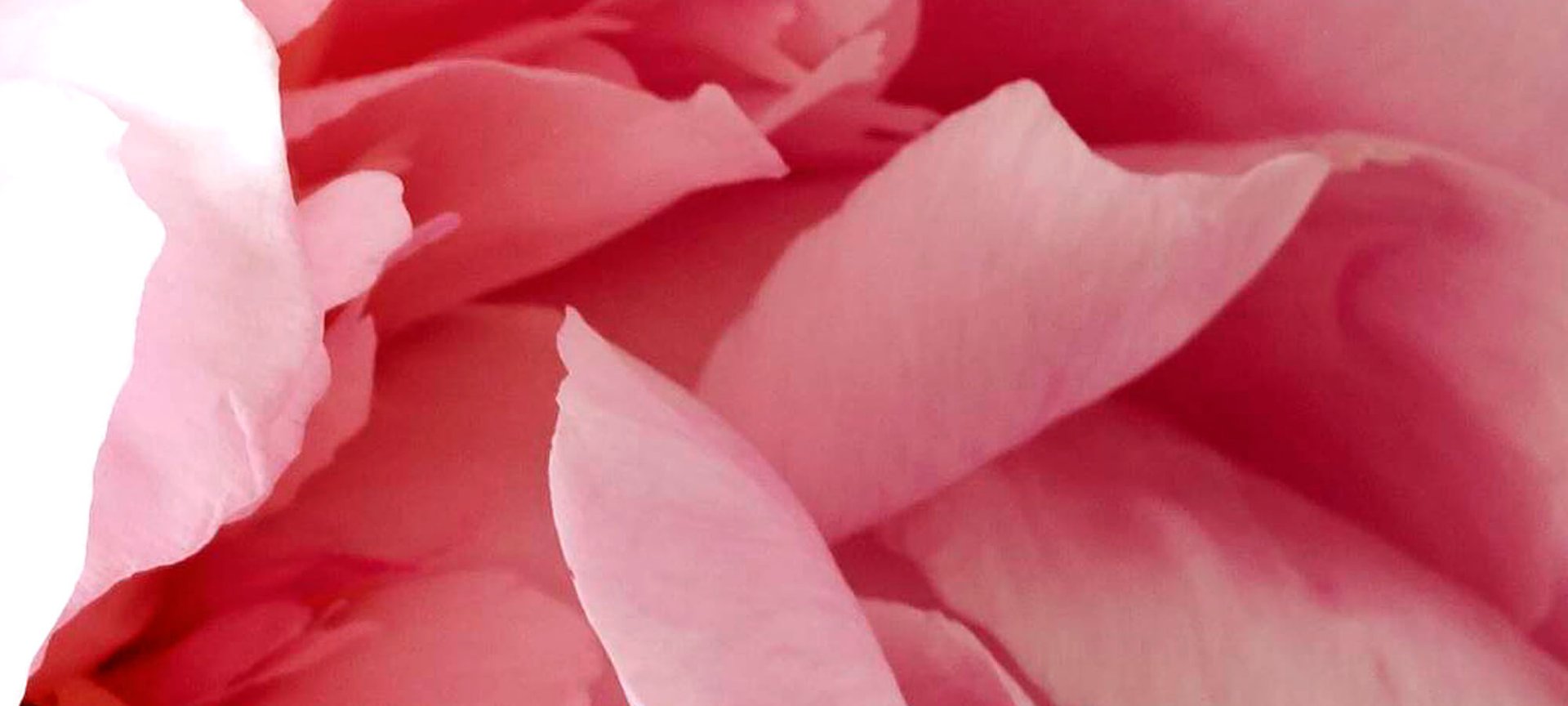 El Uso De Peonias Imperiales Para Una Luminosidad Saludable