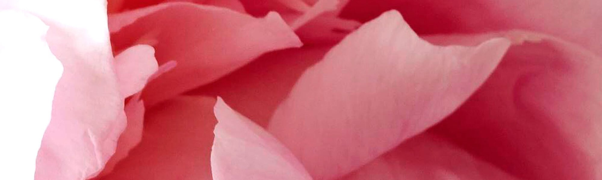 El Uso De Peonias Imperiales Para Una Luminosidad Saludable